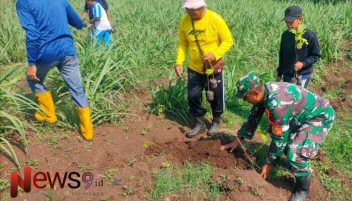 Penghijauan Desa Kebonagung: Babinsa dan Warga Tanam Pohon Sukun untuk Kelestarian Alam