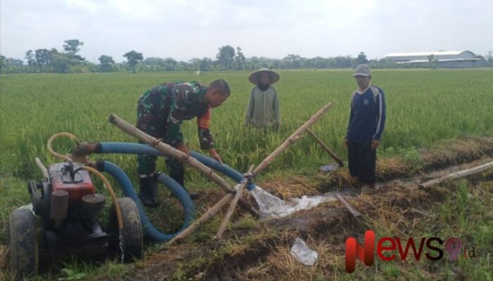 Sinergi TNI dan Petani: Babinsa Gedangmas Bantu Pengairan Lahan Sawah di Poktan Jaya Makmur 