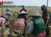 Babinsa Banyuputih Kidul: Panen Jagung Bukti Komitmen Dukung Ketahanan Pangan Lokal