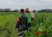 Upaya Babinsa Grati Dampingi Petani Kelompok Rais Kanan Optimalkan Lahan Jagung