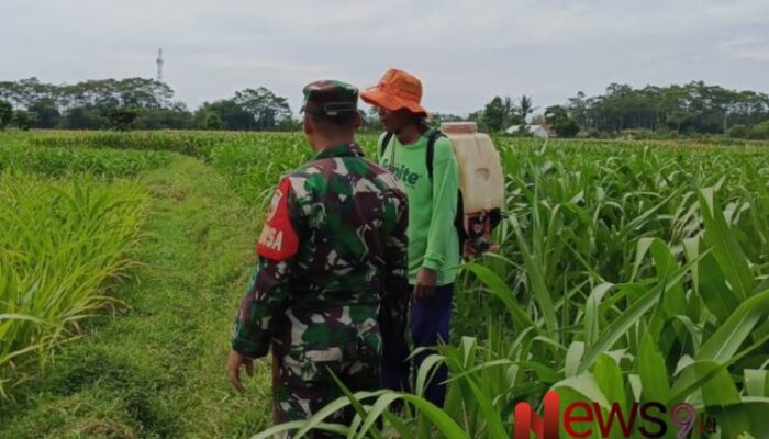 Upaya Babinsa Grati Dampingi Petani Kelompok Rais Kanan Optimalkan Lahan Jagung
