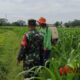 Foto: Pendampingan penyemprotan pestisida di lahan jagung milik Santoso, anggota (Poktan) Rais Kanan, @by_News9.id