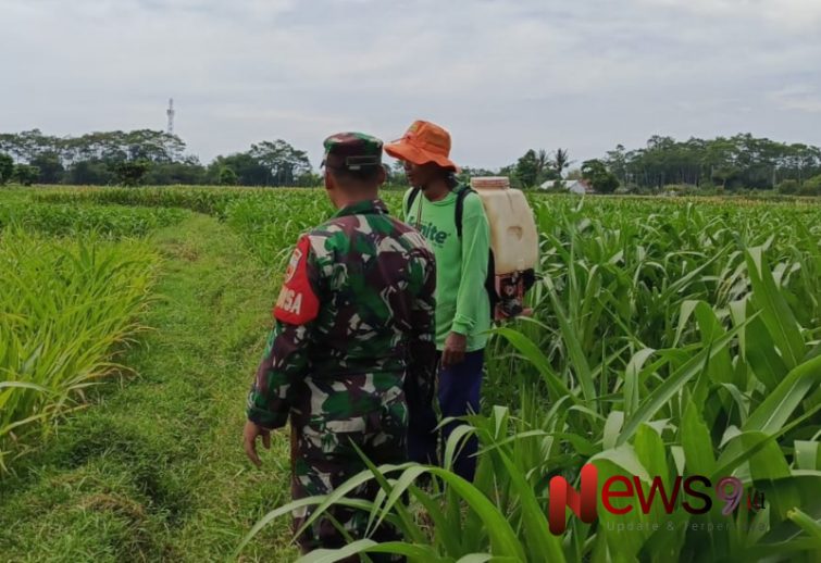 Foto: Pendampingan penyemprotan pestisida di lahan jagung milik Santoso, anggota (Poktan) Rais Kanan, @by_News9.id