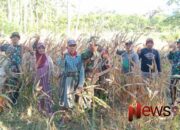 Koramil 0821/05 Kedungjajang Dukung Panen Raya Jagung di Desa Sawaran Kulon