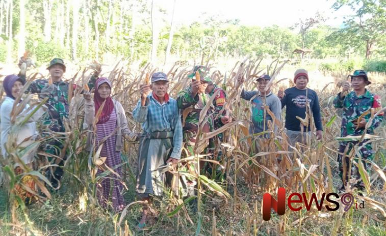 Foto: Panen raya jagung milik Bapak Ribut, di lahan seluas satu hektare yang dikelola Kelompok Tani, @by_News9.id
