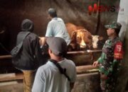 Babinsa Tanggung Dukung Vaksinasi dan Pengobatan Ternak Warga di Kecamatan Padang
