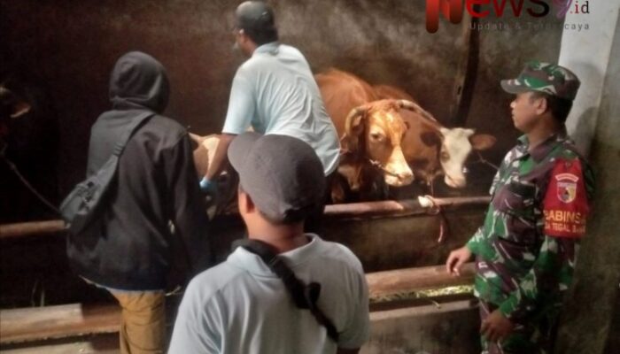 Babinsa Tanggung Dukung Vaksinasi dan Pengobatan Ternak Warga di Kecamatan Padang