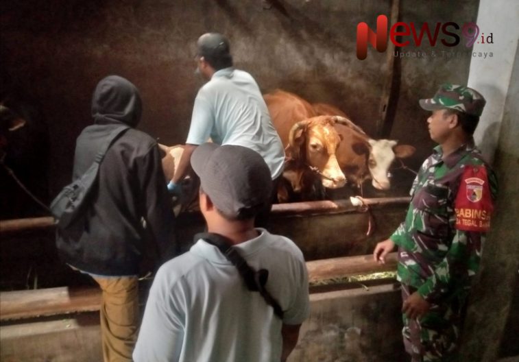 Foto: Serda M. Sholeh Ridwan, turut mendampingi kegiatan vaksinasi dan pengobatan hewan ternak, @by_News9.id