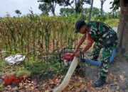 Pendampingan Babinsa di Kepuharjo, Lahan Jagung 2 Hektare Terjamin Pengairannya