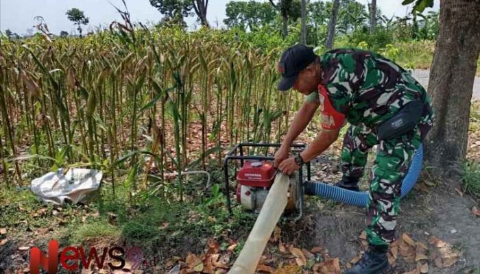 Pendampingan Babinsa di Kepuharjo, Lahan Jagung 2 Hektare Terjamin Pengairannya
