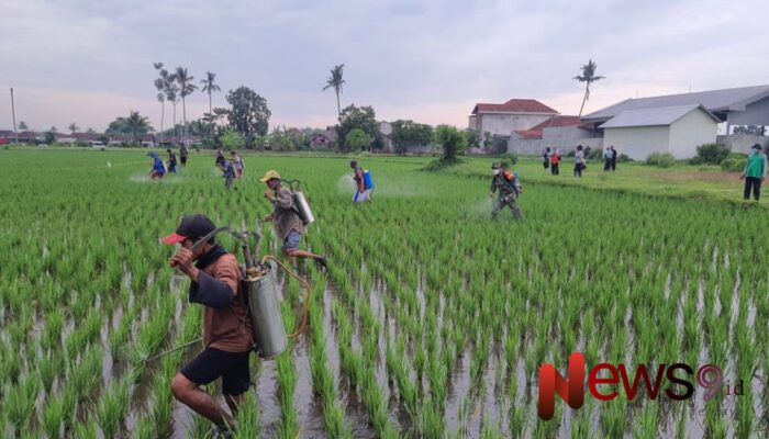 Gerakan Pengendalian Hama: Kolaborasi Babinsa Bersama Stakeholder Dalam Penanganan Hama Petani