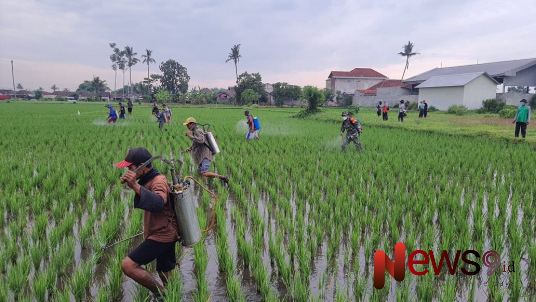 Foto: Penyemprotan serentak di lahan seluas 25 hektar milik kelompok tani (Poktan) Tani Makmur, Desa Dawuhan Lor, Kecamatan Sukodono, @by_News9.id