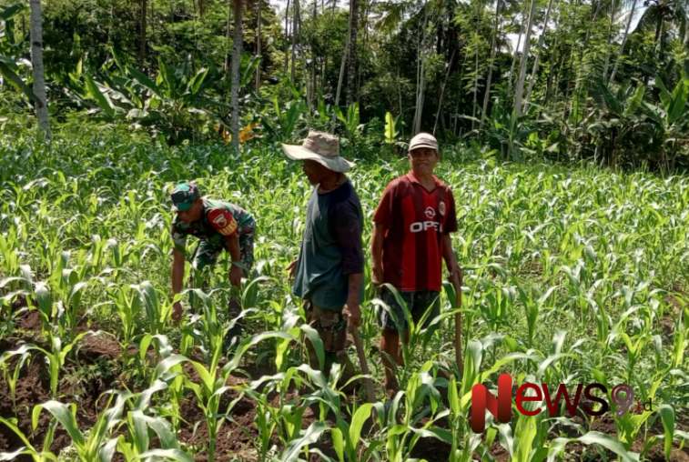 Foto: Pendampingan penyiangan gulma pada lahan jagung seluas 1 hektare di Dusun Tempuran RT 003 RW 020, Desa Senduro, @by_News9.id