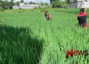 Pendampingan Babinsa: Solusi Lindungi Tanaman Padi dari Hama dan Penyakit