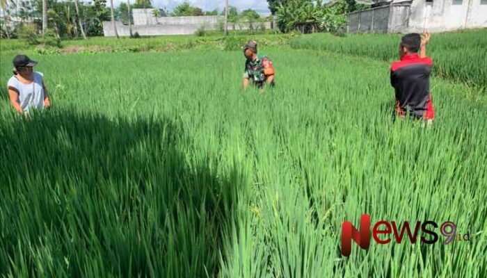 Pendampingan Babinsa: Solusi Lindungi Tanaman Padi dari Hama dan Penyakit