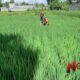 Foto: Pendampingan penyiangan padi di lahan sawah warga, @by_News9.id