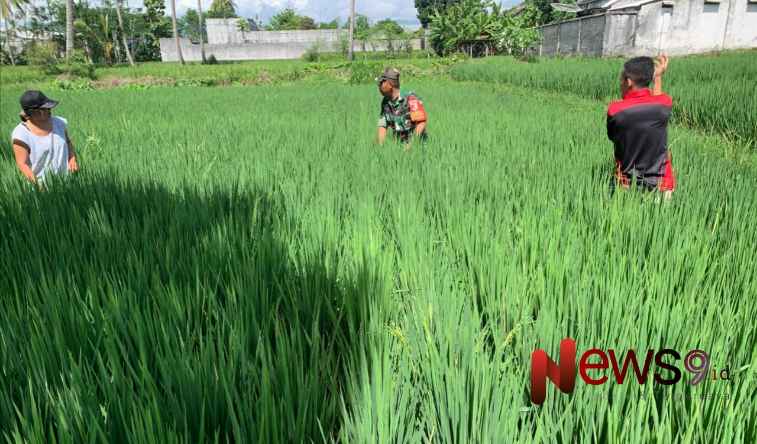 Foto: Pendampingan penyiangan padi di lahan sawah warga, @by_News9.id