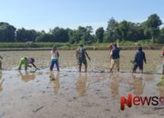 Poktan Suka Maju Tingkatkan Produktivitas dengan Perluasan Area Tanam di Desa Juluk