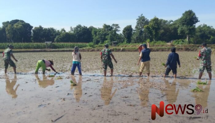 Poktan Suka Maju Tingkatkan Produktivitas dengan Perluasan Area Tanam di Desa Juluk