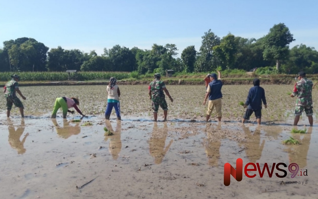 Foto: Kelompok Tani (Poktan) Suka Maju Desa Juluk, Kecamatan Saronggi, bersama Babinsa setempat saat menanam padi, @by_News9.id