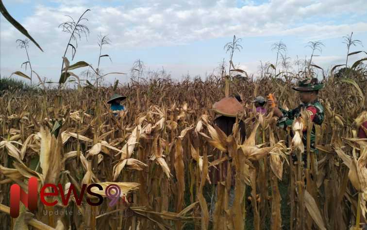 Foto: Pendampingan kegiatan panen jagung di lahan Poktan Ledok Makmur, @by_News9.id