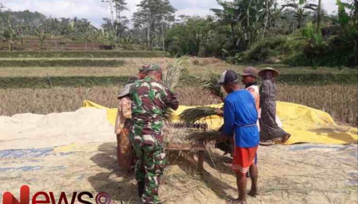 Babinsa Senduro Aktif Mendukung Ketahanan Pangan Lewat Pendampingan Panen Padi