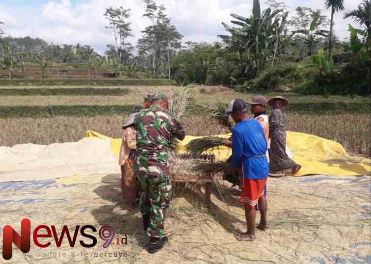 Foto: Serka Pribawono, melaksanakan pendampingan panen padi, @by_News9.id