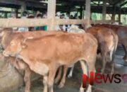 Wabah Penyakit Ternak di Sumenep, Ratusan Sapi Terdampak