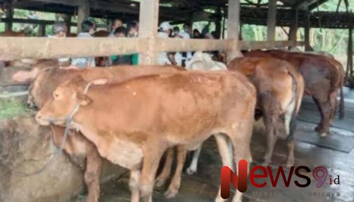 Wabah Penyakit Ternak di Sumenep, Ratusan Sapi Terdampak