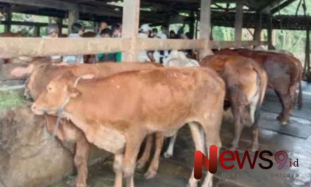 Foto: Waspadai wabah penyakit yang menyerang hewan ternak sapi, @by_News9.id