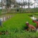 Foto: Serda Agus Efendi, melaksanakan pendampingan pencabutan bibit padi, @by_News9.id