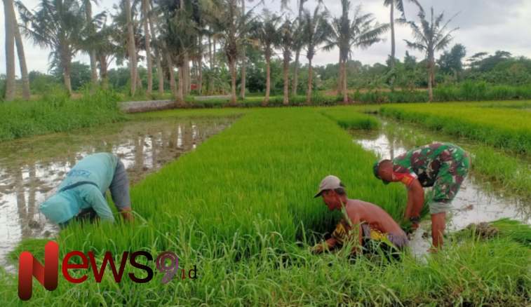Foto: Serda Agus Efendi, melaksanakan pendampingan pencabutan bibit padi, @by_News9.id