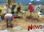 Sinergi Babinsa dan Petani: Panen Sukses di Lahan 1,5 Hektare Desa Sumberurip