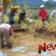 Foto: Koptu Muhammad Arif Wibowo, melaksanakan pendampingan panen padi, @by_News9.id