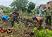 Kebersamaan Babinsa dan Warga Klampokarum Gotong Royong Bersihkan Sekitar Balai Desa