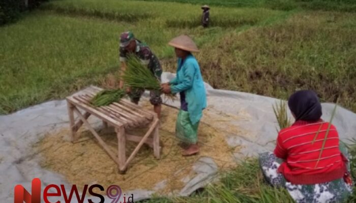 Ketahanan Pangan Diperkuat, Babinsa Pandansari Dampingi Panen Padi di Poktan Gempol Makmur