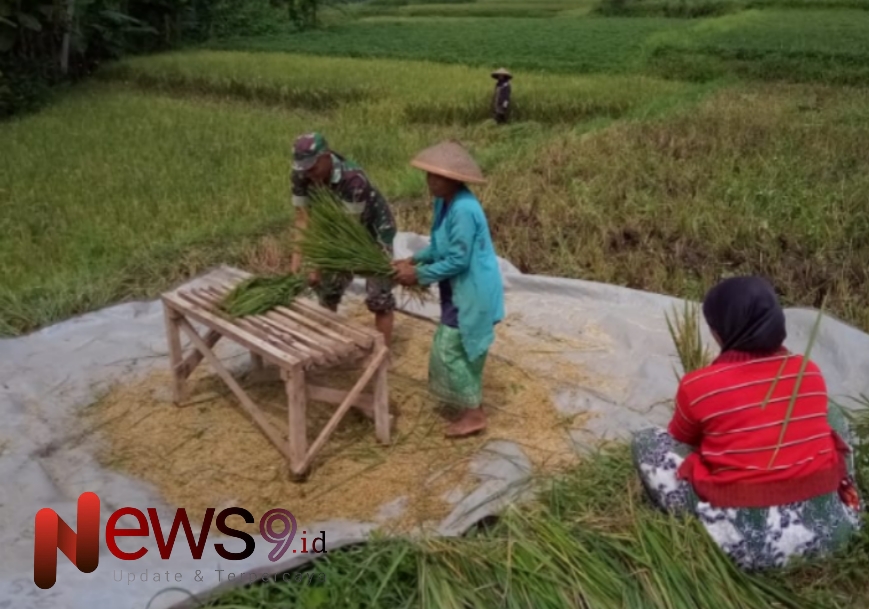 Foto: Serda Ignasius Lede Ngongo, memberikan pendampingan dalam kegiatan panen padi, @by_News9.id