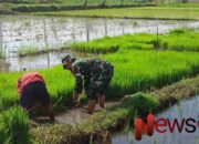 Perkuat Pendampingan, Babinsa Wonosari Bantu Proses Pemindahan Bibit Padi di Poktan Tani Mulyo