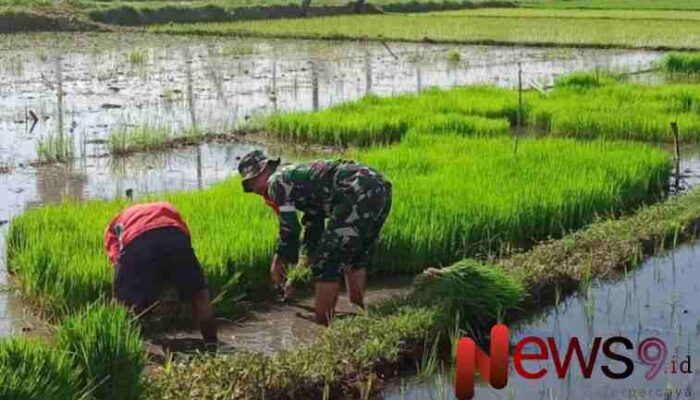 Perkuat Pendampingan, Babinsa Wonosari Bantu Proses Pemindahan Bibit Padi di Poktan Tani Mulyo
