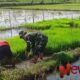 Foto: Koptu Agus Alfian, melaksanakan kegiatan pendampingan pemindahan bibit tanaman padi, @by_News9.id