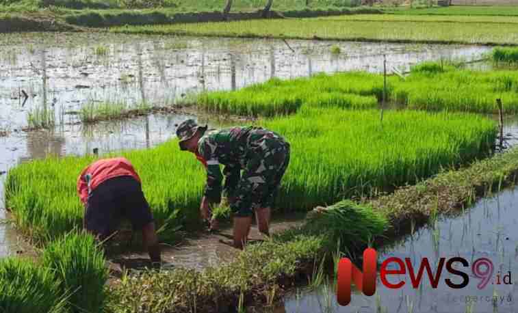 Foto: Koptu Agus Alfian, melaksanakan kegiatan pendampingan pemindahan bibit tanaman padi, @by_News9.id