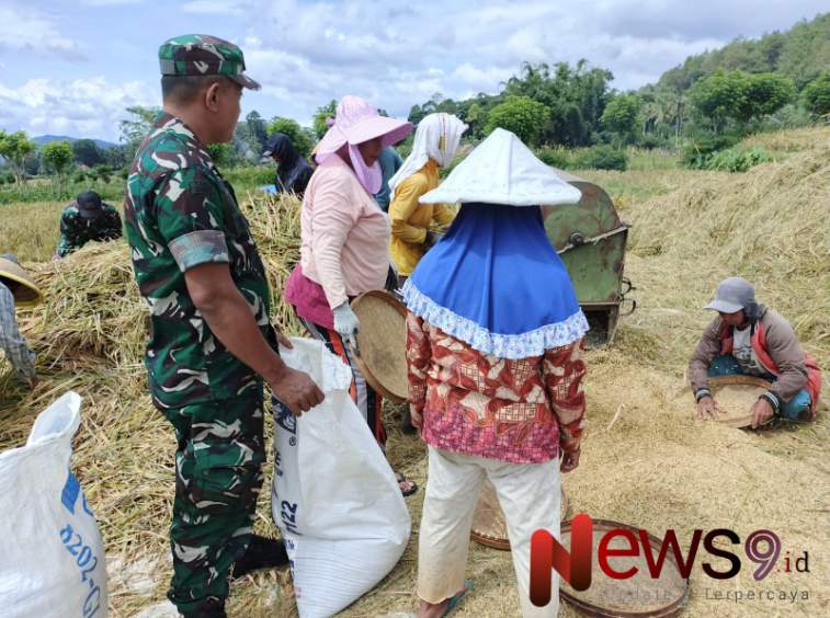 Foto: Serda Yayat Sugiat, melaksanakan pendampingan panen padi, @by_News9.id