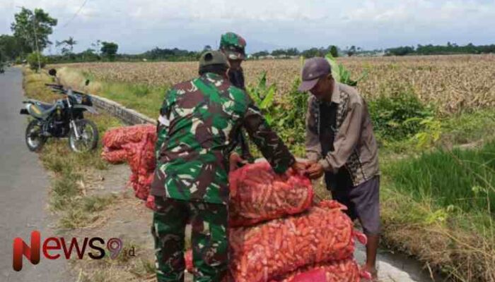 Dukung Swasembada Pangan, Babinsa Grati Kawal Panen Jagung Milik Petani