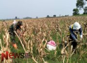 Peran Babinsa dalam Panen Jagung, Wujud Dukungan Ketahanan Pangan Nasional