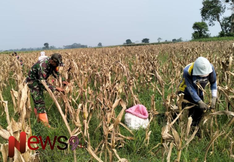 Foto: Kopda Andi Eko Budi Cahyono, turut mendampingi petani dalam kegiatan panen jagung, @by_News9.id