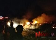 Si Jago Merah Lahap Kandang, 11 Ribu Ayam Mati Terpanggang