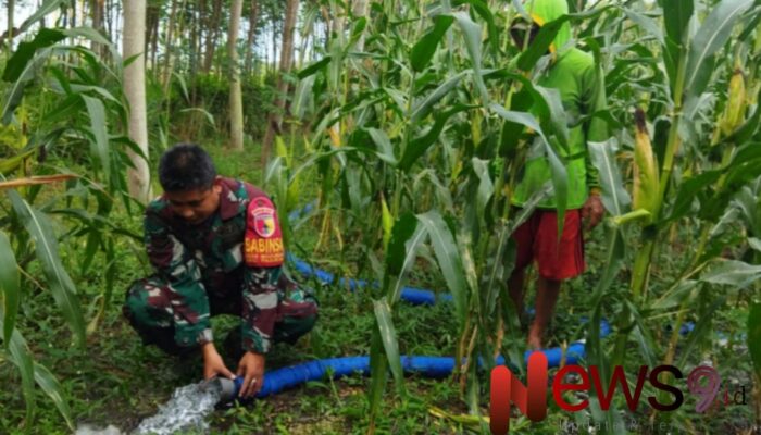 Sinergi Babinsa Madurejo dan Kelompok Tani: Optimalkan Pengairan Lahan Jagung di Dusun Dompyong