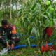 Foto: Serda Tri Tunggal Jaya Negara, turut serta dalam kegiatan pendampingan pengairan lahan jagung. @by_News9.id
