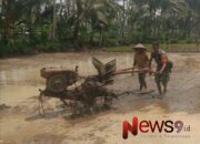 Babinsa Ranuwurung Turun Sawah, Wujudkan Dukungan Nyata pada Warga Petani
