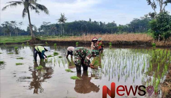 Dukung Petani Lokal, Babinsa Sumberjati Turut Serta dalam Penanaman Padi di Kelompok Tani Surya Intan